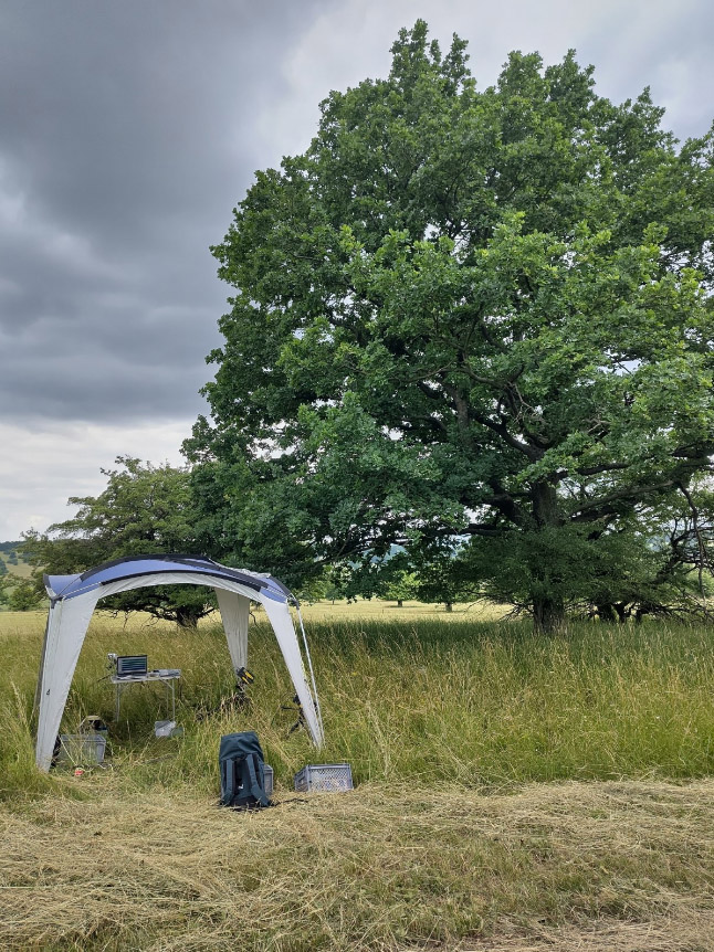 A rich meadow beside a tree with the setup for recording substrate-borne vibrations