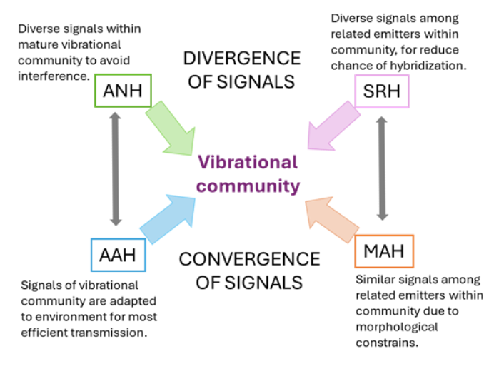 Diagram of how processes described by the 4 bioacoustic theories shape the vibrational community