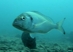  A real time video stream from the restricted area Nature monument Cape Madona of Piran.