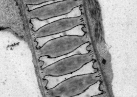  Xylem cell in tomato stem, TEM Philips CM 100, Orius SC 200, Magda Tušek Žnidarič.