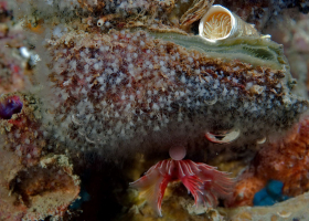   Numerous polyps of the jellyfish Aurelia aurita and two specimens of sedentary polychaets, namely Protula tubularia (above) and Serpula vermicularis (bottom). (photo: T. Makovec)
