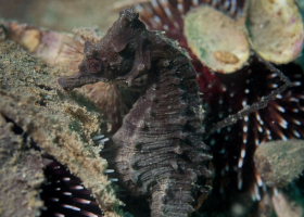   Seahorse / Hippocampus (photo: T. Makovec)
