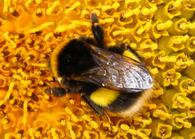  White-tailed bumblebee Bombus lucorum (foto: D. Bevk)