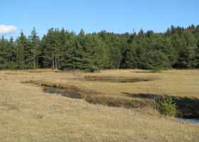  The linkage of terrestrial and freshwater ecosystmes. (Photo: Andrej Kapla)