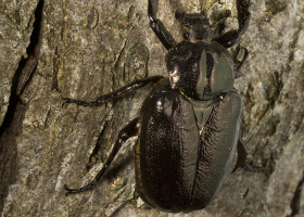  Hermit beatle (Osmoderma eremita), species of European conservation importance. (Photo: Andrej Kapla)