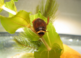  Species of diving beatle (Graphoderus bilineatus), species of European conservation importance. (Photo: Andrej Kapla)