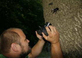  Monitoring of beetles of European conservation concern; the Stag Beetle (Lucanus cervus). (Photo: Dejan Bordjan)