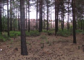  Study site with polluted forest floor with heavy metals in the vicinity of the smelter in Harjavalta in Western Finland. (Photo: Al Vrezec)