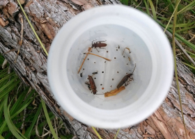  The catch in a cross-vane panel pheromone trap (photo: M. Žvar)