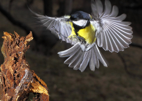  Great tit (Parus major). (Photo: Davorin Tome)