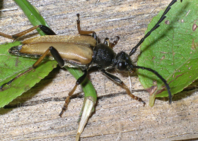  Red longhorn beetle (Stictoleptura rubra) (photo: A. Žunič-Kosi)