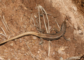  Measurements of respiration and enzime activity were conducted for the first time also on reptiles in 2013; on the photo is Common Wall Lizard (Podarcis muralis).  (Photo: Dejan Bordjan)