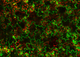  Green fluorescence in PVY-GEP infected potato. (Photo: David Dobnik)