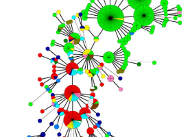  Diversity within isolates of the phytopathogen Erwinia amylovora. From Bühlmann et al. 2014. Env. Microbiol. 