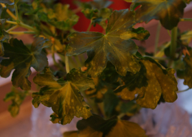  Pelargonium infected with TSWV. (Photo: Nataša Mehle)