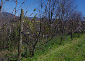  Apricots infected with the phytoplasma causal agent of ESFY. (Photo: Nataša Mehle)