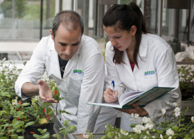  Working in the glasshouse. (Photo: FITO)