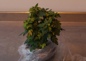  Chrysanthemum infected with TSWV. (Photo: Nataša Mehle)