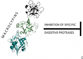  From Šmid et al. 2013. J. Agric. Food Chem. Copyright © 2013 American Chemical Society