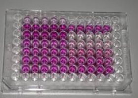  Quantification of cell viability with the MTT assay on 96-well plate. (photo: Dr. Bojana Žegura)