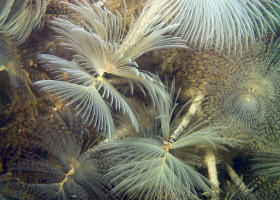   Underwater Photography Exhibition, Tihomir Makovec: »Life on the pillars«. (Photo: T. Makovec)