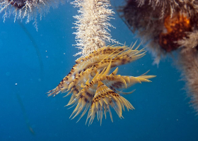   Underwater Photography Exhibition, Tihomir Makovec: »Life on the pillars«. (Photo: T. Makovec)