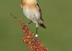 Whinchat (Saxicola rubetra). (Photo: Davorin Tome)  Whinchat (Saxicola rubetra). (Photo: Davorin Tome)