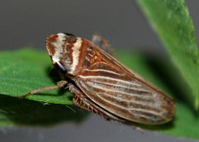 Leafhopper of the genus Aphrodes (photo: A. Kuhelj)  Leafhopper of the genus Aphrodes (photo: A. Kuhelj)
