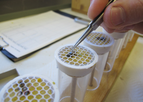 Individually marking of honeybees. (photo: D. Bevk)  Individually marking of honeybees. (photo: D. Bevk)