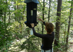 Placing pheromone lure into the cross-vane panel trap. (photo: M. Zorović)  Placing pheromone lure into the cross-vane panel trap. (photo: M. Zorović)