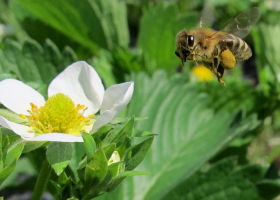 The biological control agent is delivered to the strawberry flower by the honeybee (BICOPOLL project) (photo: D. Bevk)  The biological control agent is delivered to the strawberry flower by the honeybee (BICOPOLL project) (photo: D. Bevk)