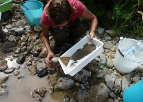 Collecting of invertebrates in hyporheic zone. (Photo: Barbara Debeljak)  Collecting of invertebrates in hyporheic zone. (Photo: Barbara Debeljak)