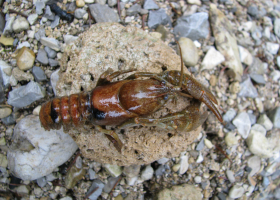 First discovery of on crayfish plague agent Aphanomyces astaci resistent population of the Stone Crayfish (Austropotamobius torrentium) was published in 2013 in Diseases of Aquatic Organisms. (Photo: Tina Jaklič)  First discovery of on crayfish plague agent Aphanomyces astaci resistent population of the Stone Crayfish (Austropotamobius torrentium) was published in 2013 in Diseases of Aquatic Organisms. (Photo: Tina Jaklič)