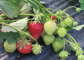Healthy strawberries (BICOPOLL project). (photo: D. Bevk)  Healthy strawberries (BICOPOLL project). (photo: D. Bevk)