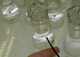 Oximeter with fiber-optic sensors. (Photo: Tatjana Simčič)  Oximeter with fiber-optic sensors. (Photo: Tatjana Simčič)