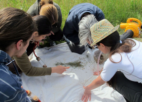 Sorting of collected insects in the field (photo: D. Bevk)  Sorting of collected insects in the field (photo: D. Bevk)