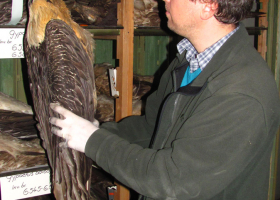 Visit of National museum in Bosnia and Hercegovina within the Bilateral Project Slovenia - Bosnia and Hercegovina; examination of speciment Beardet volture (Gypaetus barbatus). (Photo: Dejan Bordjan)  Visit of National museum in Bosnia and Hercegovina within the Bilateral Project Slovenia - Bosnia and Hercegovina; examination of speciment Beardet volture (Gypaetus barbatus). (Photo: Dejan Bordjan)