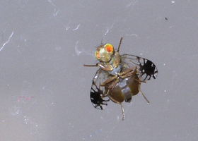 Marigold fruit fly Trupanea vicina (photo: A. Žunič Kosi)  Marigold fruit fly Trupanea vicina (photo: A. Žunič Kosi)
