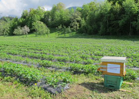 Honeybee colony in a strawberry field. (photo: D. Bevk)
 
					 Honeybee colony in a strawberry field. (photo: D. Bevk)